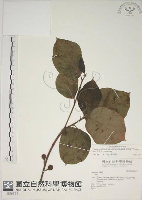 牛乳榕藏品圖，第1張