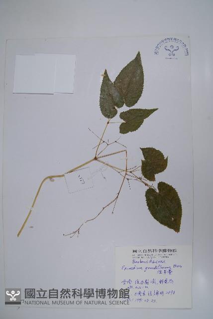 淫羊藿藏品圖，第1張