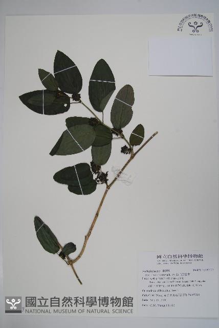 絨毛芙蓉蘭藏品圖，第1張