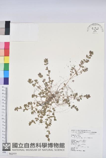 田代氏大戟藏品圖，第1張