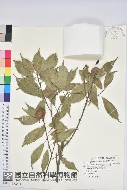 油葉石櫟藏品圖，第1張