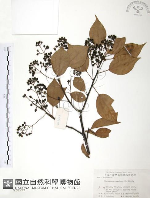 樟樹藏品圖，第1張