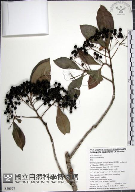 樹杞藏品圖，第1張