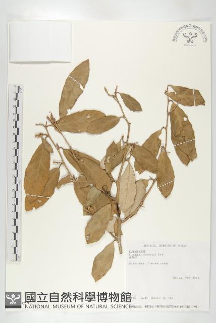 鄧氏胡頹子藏品圖，第1張