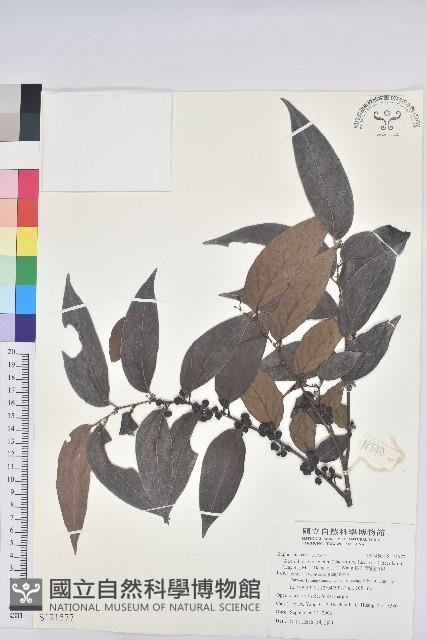 披針葉饅頭果藏品圖，第1張