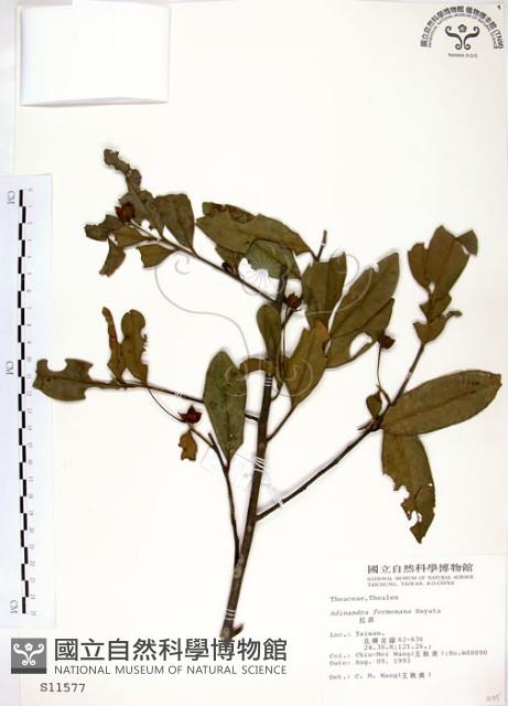 台灣楊桐藏品圖，第1張