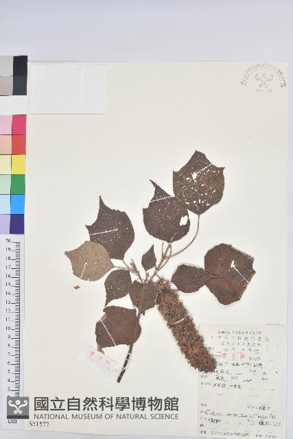 白背葉藏品圖，第1張