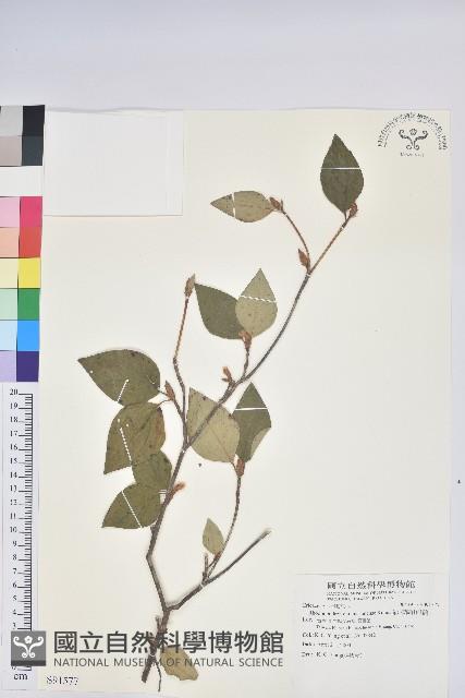 棲蘭山杜鵑藏品圖，第1張