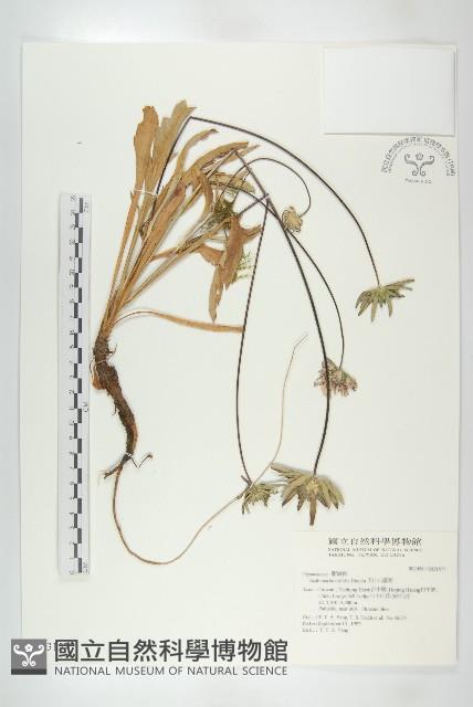 玉山山蘿蔔藏品圖，第1張