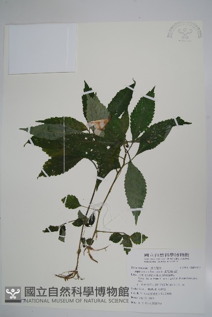 紫花鳳仙花藏品圖，第1張