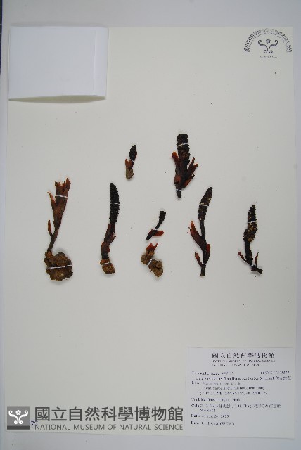 穗花蛇菰藏品圖，第1張