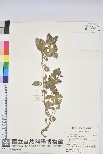 飛揚草藏品圖，第1張