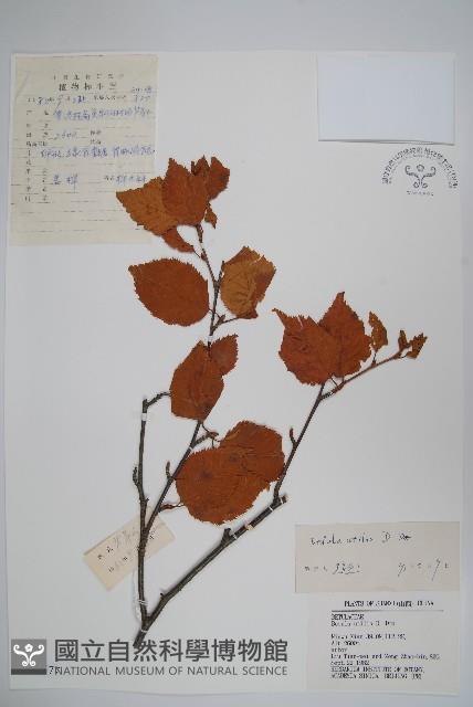 糙皮樺藏品圖，第1張