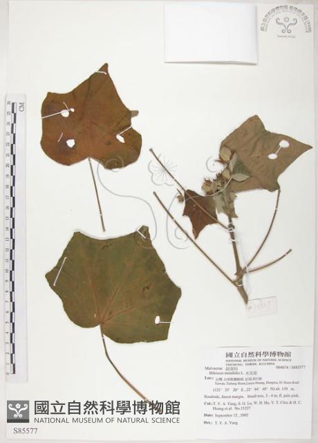 山芙蓉、臺灣山芙蓉、狗頭芙蓉藏品圖，第1張