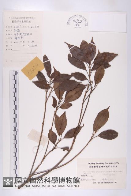 華杜英藏品圖，第1張