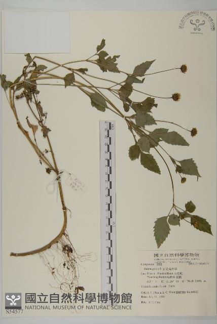 白花鬼針藏品圖，第1張