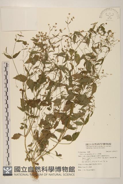 小米菊藏品圖，第1張