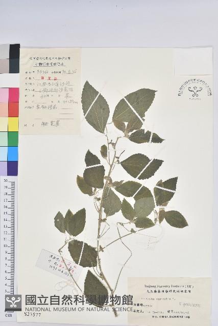 鐵莧菜藏品圖，第1張