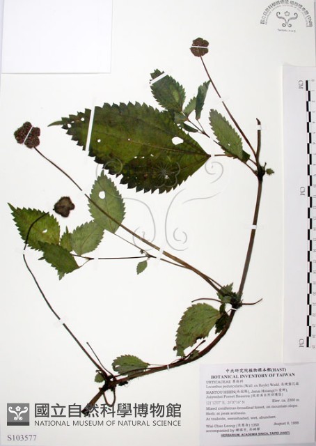 長梗盤花麻藏品圖，第1張