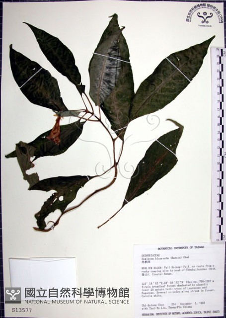 角桐草、台灣半蒴苣苔藏品圖，第1張