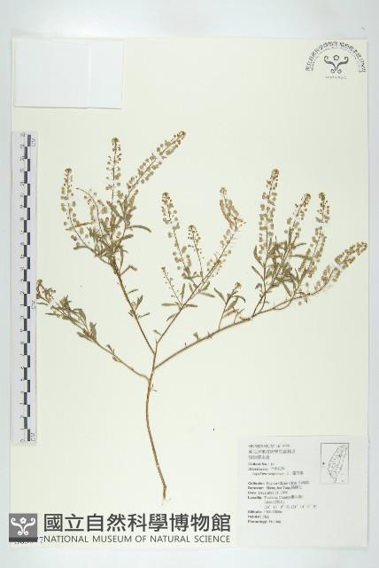 獨行菜藏品圖，第1張