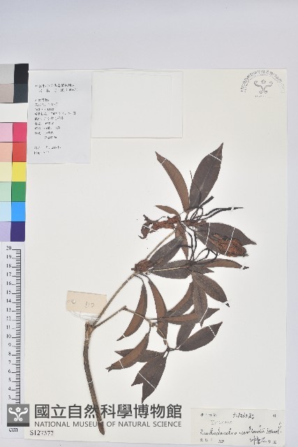 絲線吊芙蓉藏品圖，第1張