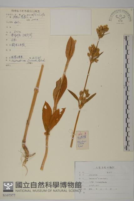 堅硬女婁菜藏品圖，第1張