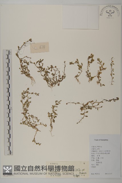 石胡荽、吐金草藏品圖，第1張