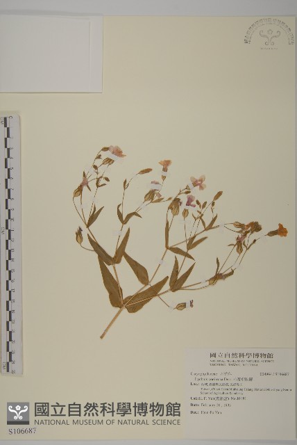 小麥剪秋羅藏品圖，第1張