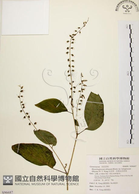尖舌草、全唇尖舌苣苔藏品圖，第1張