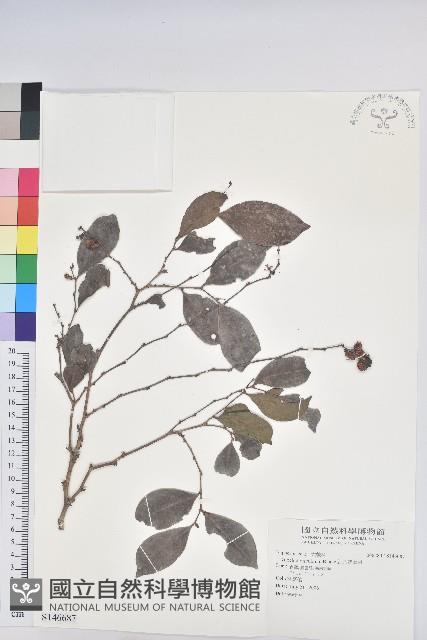 細葉饅頭果藏品圖，第1張