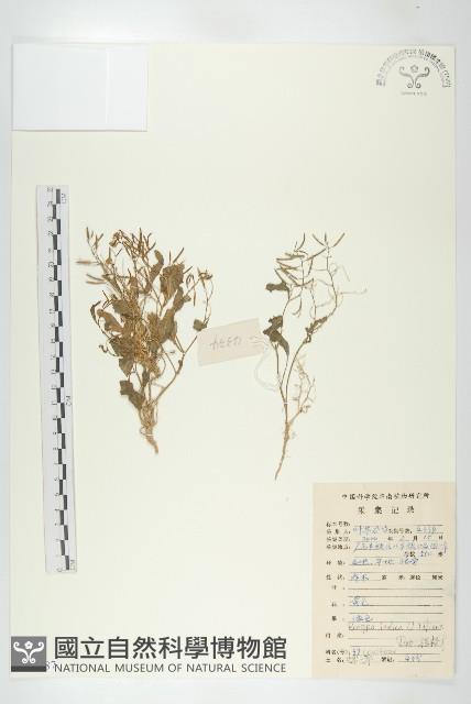 葶藶藏品圖，第1張