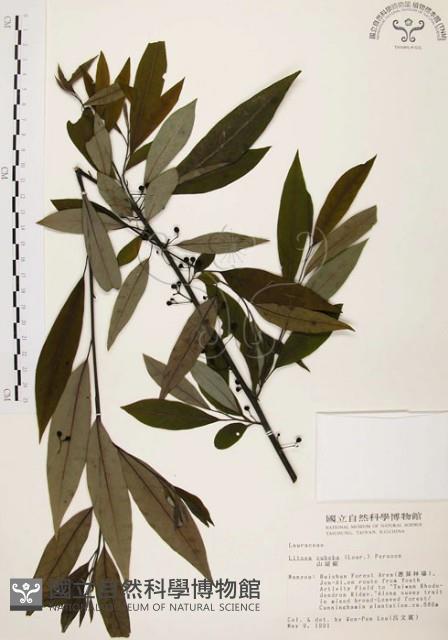 山胡椒藏品圖，第1張