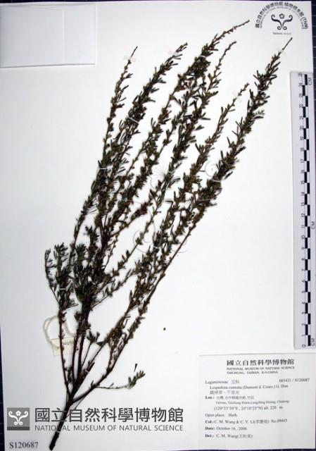 鐵掃帚、千里光藏品圖，第1張