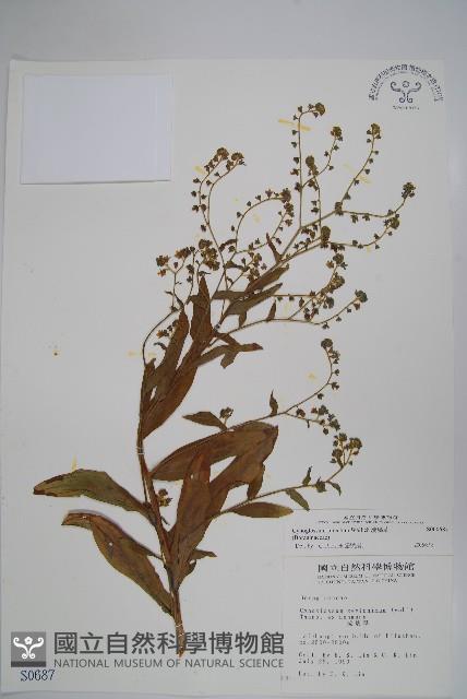 Accession Number:S000687 Collection Image, Figure 1, Total 2 Figures