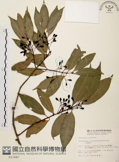 山肉桂、台灣肉桂藏品圖，第1張