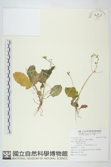 黃鵪菜藏品圖，第1張