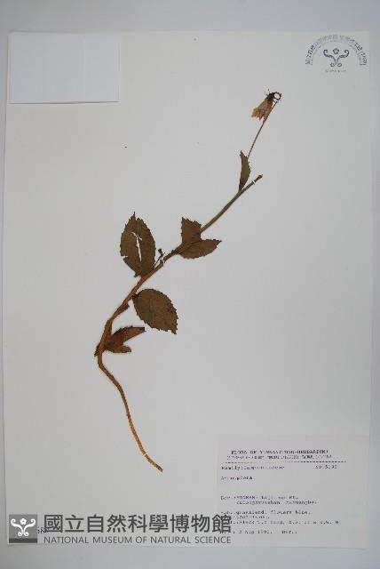 登錄號:S031687藏品圖，第1張