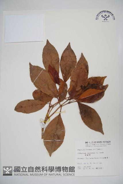 珊瑚樹藏品圖，第1張