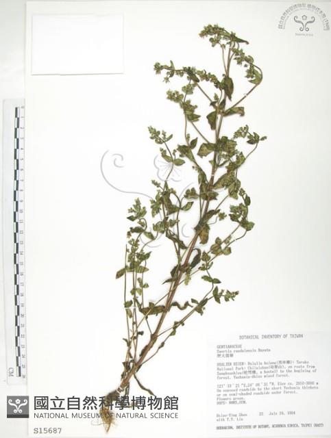 大籽當藥、巒大當藥藏品圖，第1張