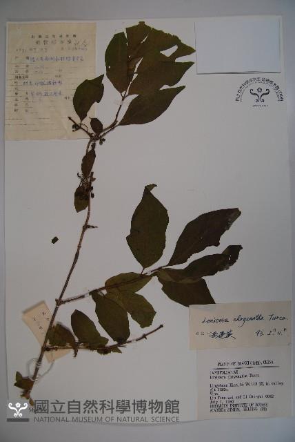 金花忍冬藏品圖，第1張