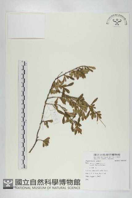 登錄號:S085687藏品圖，第1張