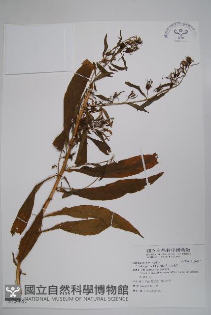 大本山梗菜藏品圖，第1張