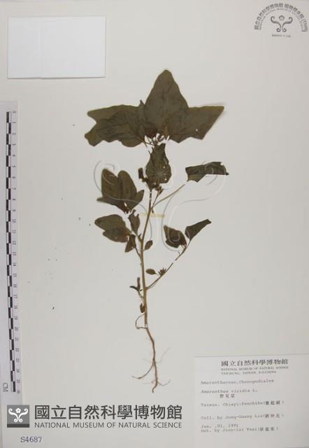 野莧菜藏品圖，第1張