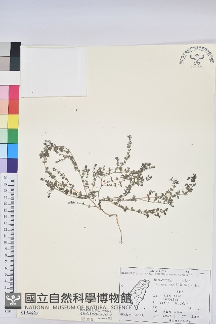 千根草藏品圖，第1張