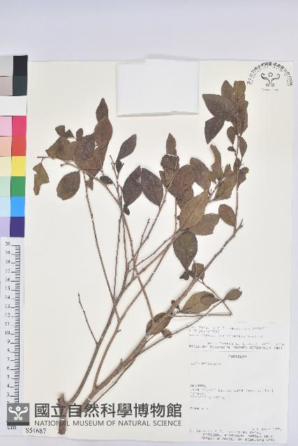 登錄號:S054687藏品圖，第1張