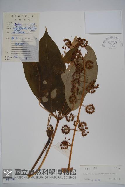 星毛鴨腳木藏品圖，第1張