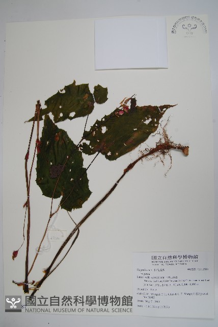 登錄號:S113687藏品圖，第1張