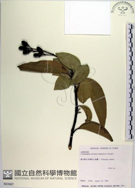 蘭嶼肉桂藏品圖，第1張