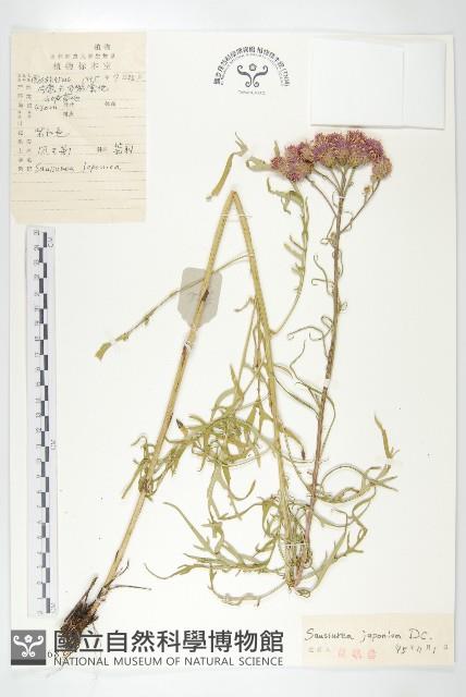 鳳毛菊藏品圖，第1張